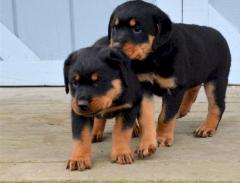 Top Quality Rottweiler Puppies 447440524997