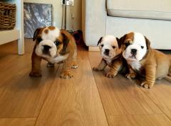 Quality English Bulldog Puppies 447440524997