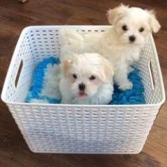 Stunning White Teacup Maltese Puppies 4474405249