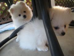 Stunning Pomeranian Puppies 447440524997