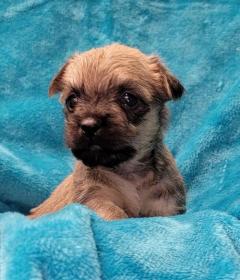 Cairn Terrier Puppies 447440524997