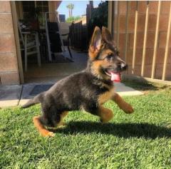 Adorable German Shepherd Puppies Looking For A L