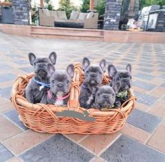 French Bulldog Puppies For Rehoming 447440524997