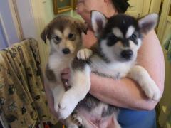 Alaskan Malamute Puppies 447440524997