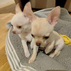 Chihuahua Puppies 447440524997