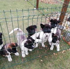 8 Beautiful American Akita Puppies For Sale