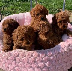 Lovely Toy Poodle Puppies For Sale