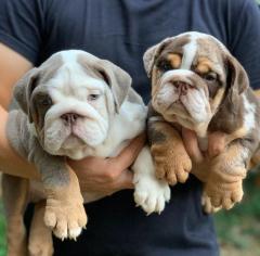 English Bulldog Puppies1 Boy & 1 Girl For Sale