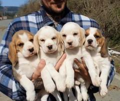 Tri Coloured Beagle Pups