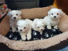 Teacup Maltese Puppies