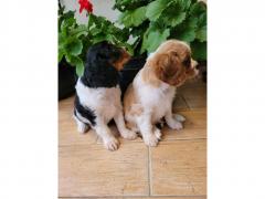 Adorable Cavalier King Charles Spaniel For Sale