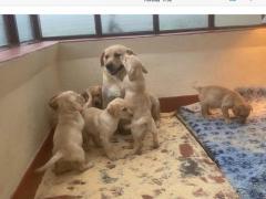 Beautiful Golden Labrador Puppies