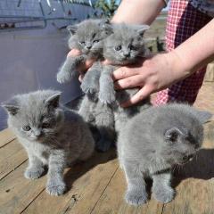 British Shorthair Blue Gccf All Kittens