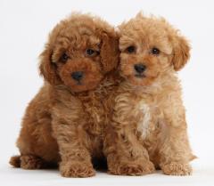 Toy Poodle Puppies Available For Sale