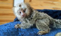 Pygmy Marmoset Monkeys For Sale Whatsapp44741836
