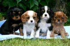 Understanding Cavalier King Charles Puppies