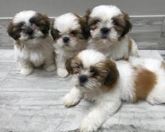 Healthy And Playful Shih Tzu Puppies