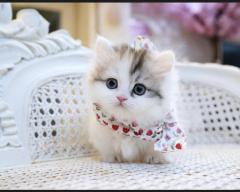 Munchkin Kittens For Sale