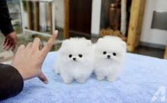 Lovely Pomeranian Puppies For Your Home