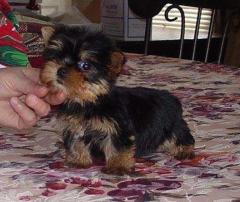 Yorkie Terrier Puppies For Adoption