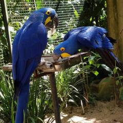 Hyacinth Macaw Parrots
