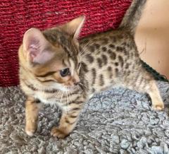 Super Bengal Kittens For Adoption