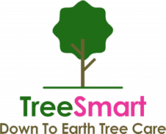 Emergency Tree Services Rotherham