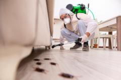 Commercial Pest Control Dorset Protecting Your B