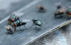 Bed Bug Removal In West Sussex Sleep Easy Again