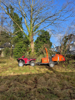 Certified Arborist Services Expert Tree Care For