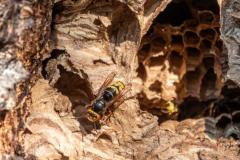 Emergency Pest Control Expert Stinging Insect So