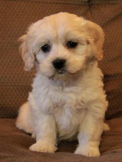 Good Looking Cockapoo Puppies For Sale.