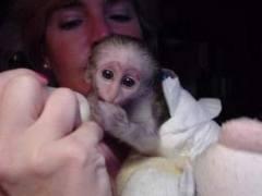 Wonderful Lovely Capuchin Monkey