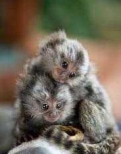 Marmoset Monkeys -