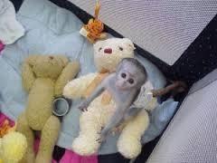 Top Quality Baby Capuchin Monkeys