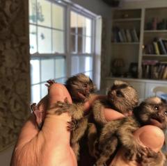 Marmosets Monkeys Available Now