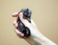 Pygmy Marmoset Monkey Available