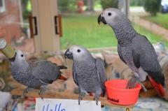 Various Species Of Birds And Parrots Available.