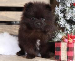 Beautiful Pomeranian Puppies For Good Home