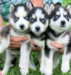Adorable Blues Eyes Siberian Husky Puppies Avail