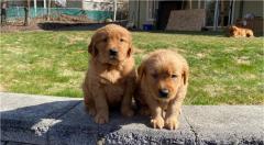 Gorgeous Golden Retriever Puppies For Sale