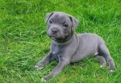 Staffy Puppy For Good Home
