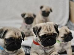 Fawn Pug Puppies Looking For A Forever Home