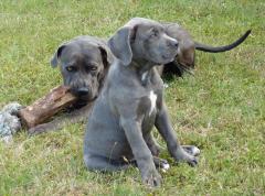 Can Cane Corso Puppies Make Your Health Better S