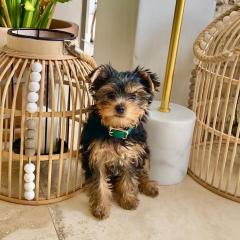 Yorkie Terrier Puppies For Adoption