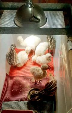Emu Chicks And Eggs Available