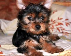 Beautiful Yorkies Puppies For Good Home