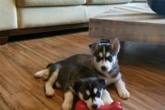 Healthy And Playful Siberian Husky Puppies