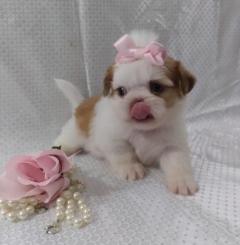 Lovely Healthy And Playful Shih Tzu Puppies
