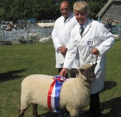 Dorset Sheep Meat